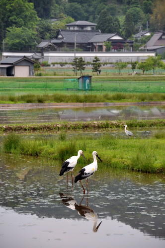 コウノトリ寄付　写真⑤