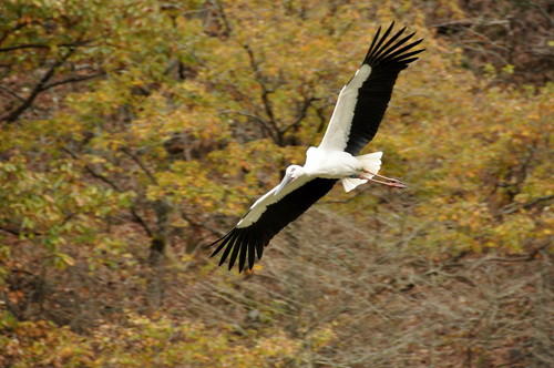 コウノトリ寄付　写真④